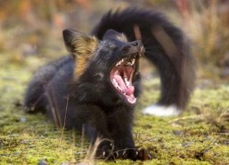 黑狐图片,神秘身影的传奇故事