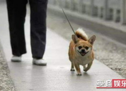 娱乐吃瓜养狗视频大全,娱乐吃瓜，狗狗视频大全集锦