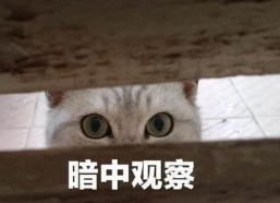 娱乐吃瓜君暗中观察