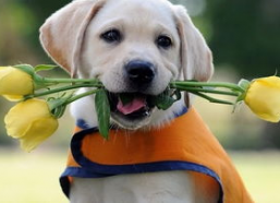 警花与警犬的狗演员表,忠诚守护，生死相依