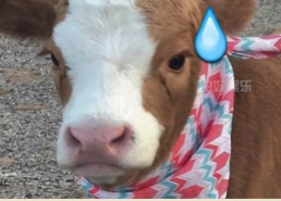 娱乐吃瓜酱小猫,揭秘娱乐圈那些不为人知的幕后故事